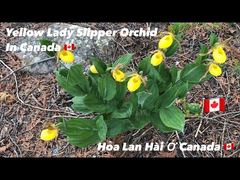 Video: Wild Lady Slipper Orchids - Trồng hoa Dại Lady Slipper