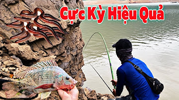 Cách Móc Mồi Giun Câu Cá Rô Phi Sông Tự Nhiên, Cực Kỳ Đơn Giản & Hiệu Quả - Hạnh Fishing