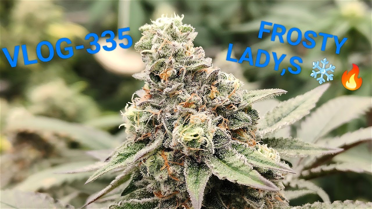 Almost Harvest Time For The Tropicana Banana VLOG NR 335