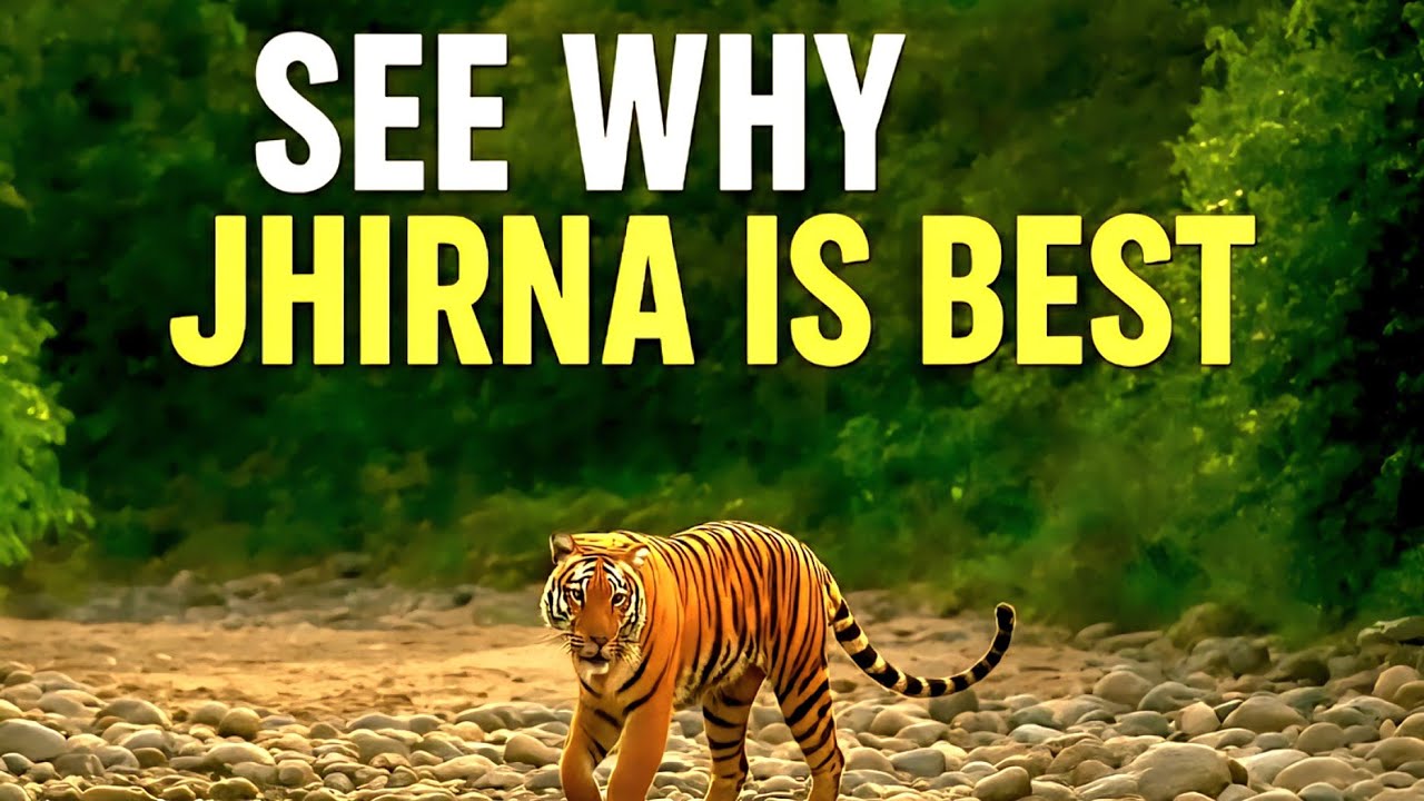 We Spotted  Tiger in Jhirna Zone | Jim Corbett😱
