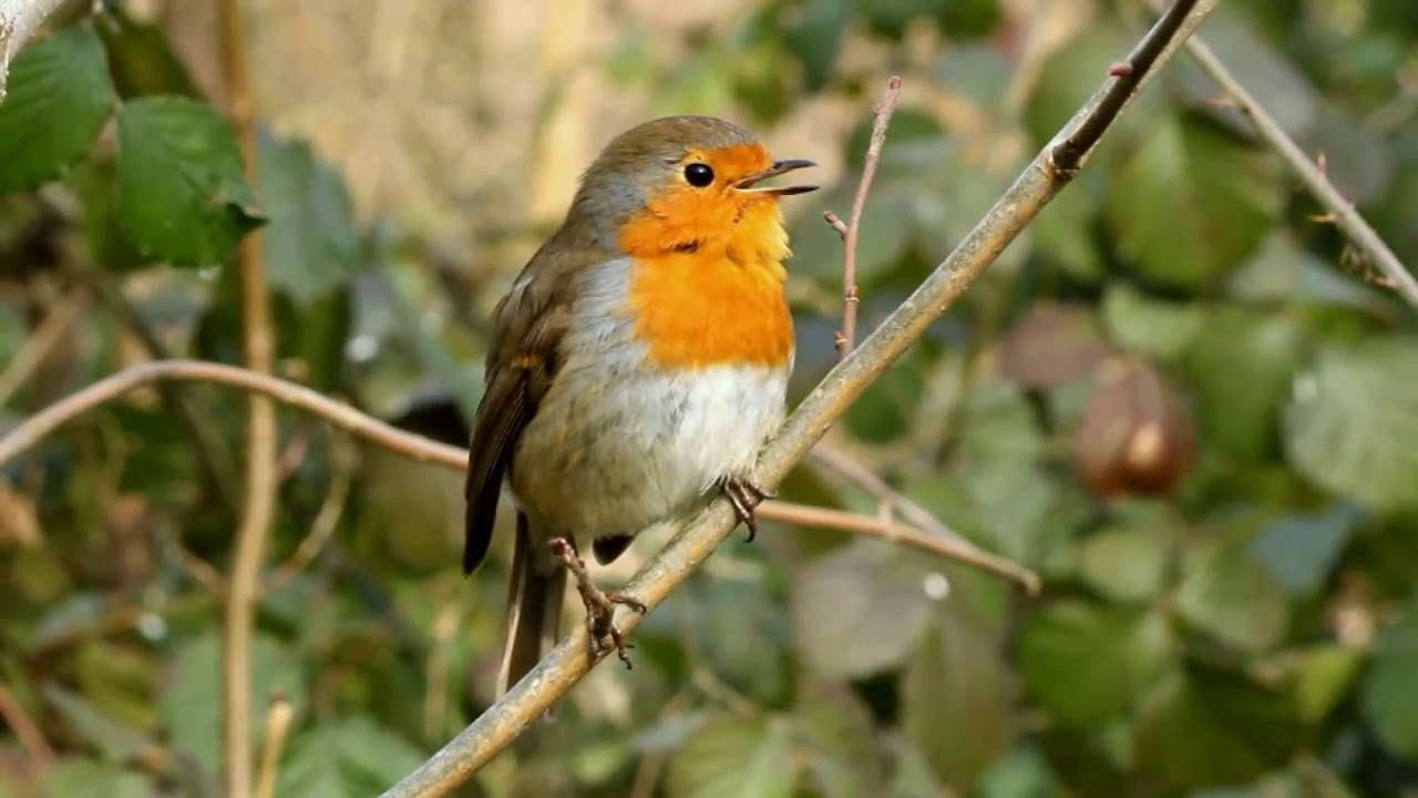 Le chant du rouge gorge au parc de sceaux proche de Paris - robin - février 2016 2/2