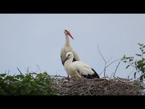 Bociany Po Drodze WYTOWNO OBJAZDA BAŁAMĄTEK DĘBINA 5 07 2025