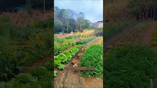 মুরগী পালনের অসাধারণ পদ্ধতি।😱Extraordinary method of raising chickens.