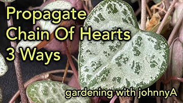 Choose the BEST of 3 Ways to Propagate String of Hearts Plant - Soil - Water -Tubers