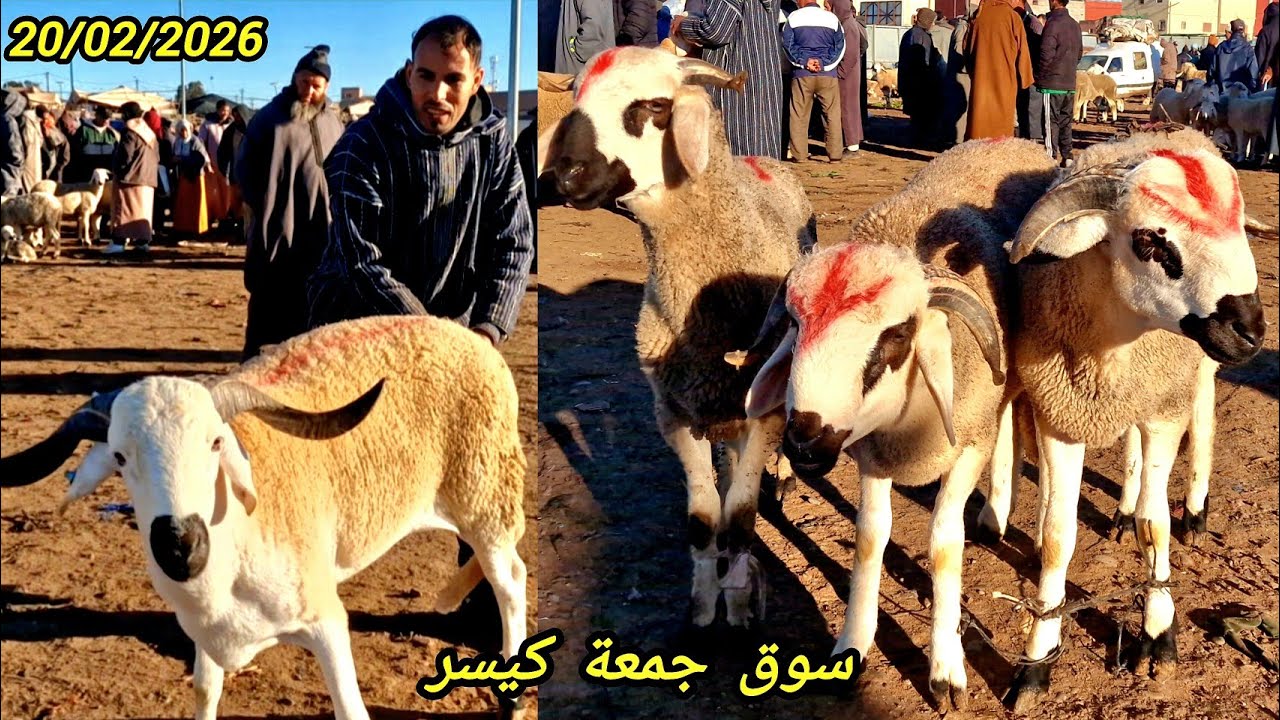 اليوم مباشرة من سوق جمعة كيسر اقليم سطات مع اتمنة حولى وانعجة بتاريخ 20/02/2026 🐏🐑🇲🇦