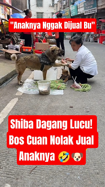 Shiba alias Bos Cuan, kerja full shift! Dagang, kasir, kurir semua dilibas! 🐶 #shorts