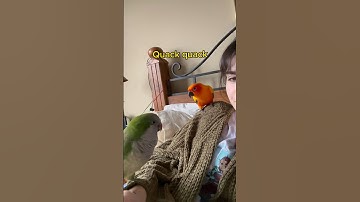 Parrots Quack Just Like A Duck 🦆😍 #quakerparrot #birds #conure #duck #parakeet #funnyanimals