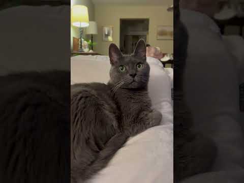 Checking if yawns are contagious to cats