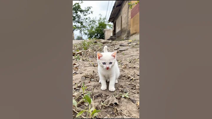 Video 11887161: kitten cat adorable kitty, cat kitten kitty cute, cat kitten kitty funny, cat dog kitty kitten, kitten kitty cat love