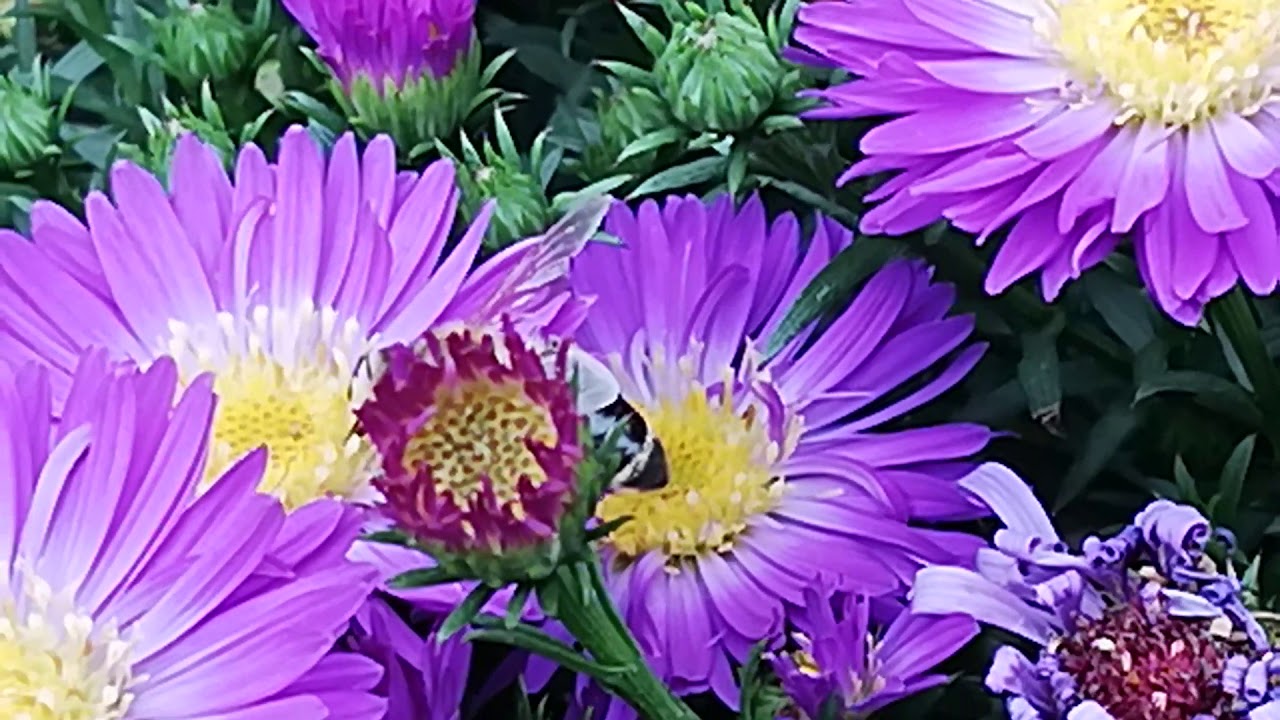 🌸🐝 Aster 