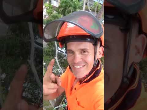 After Video Of A Big Blue Gum Tree , Dee Why NSW | Canopy ...