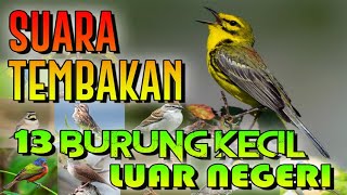 Biar kecil tapi Tembakannya Tajam Suara Merdu 13 Burung Kecil luar negeri