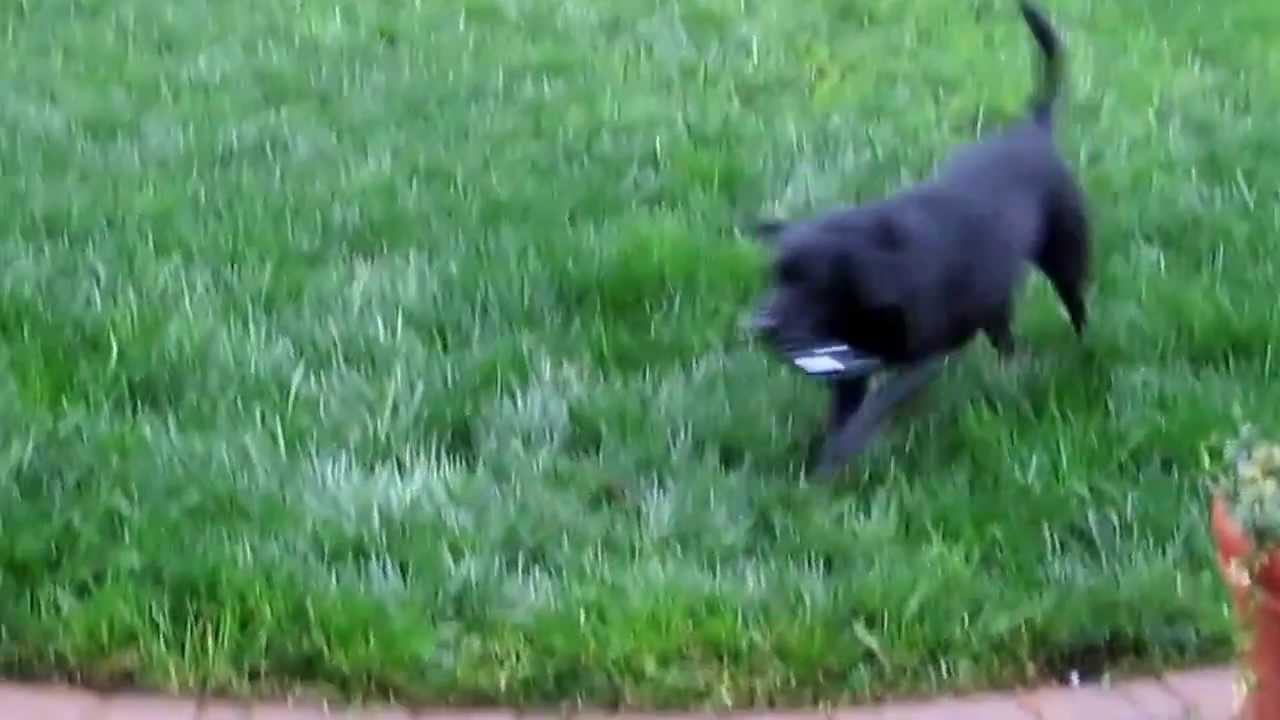 Terminal colectare de date HONEYWELL DOLPHIN 99EX Test de rezistenţă