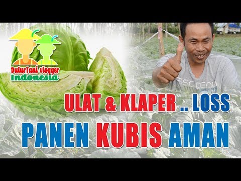 Video: Kami Berperang Dengan Serangga Kubis