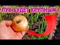 ЛУК БУДЕТ С КУЛАК И НЕ БУДЕТ ЖЕЛТЕТЬ! Советы как вырастить лук зеленый и крупный. Лук выращивание.