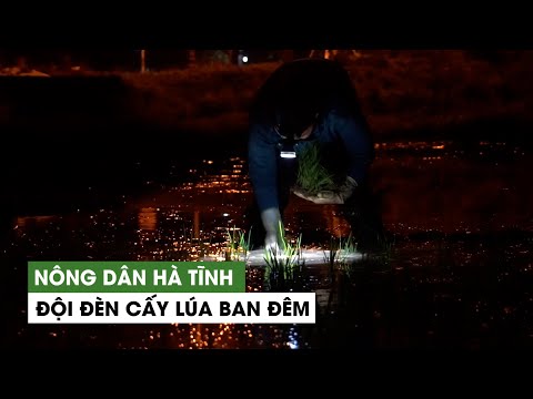 Video Trốn nắng nóng, nông dân Hà Tĩnh đội đèn cấy lúa ban... - youtube