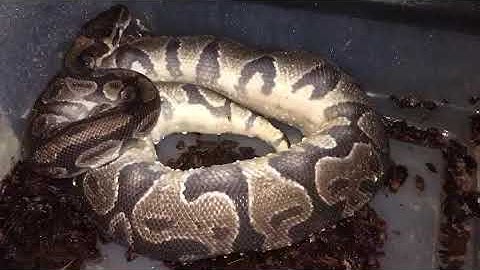 Ball Python in Ovulation.