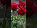 Sure Takasur #shortvideo #quran #shortvideo #shorts