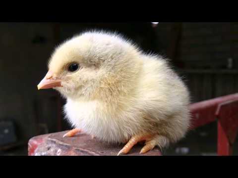 ერთ დღიანი წიწილა