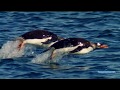 Пингвины. История птиц, мечтающих стать рыбами (в 2D)