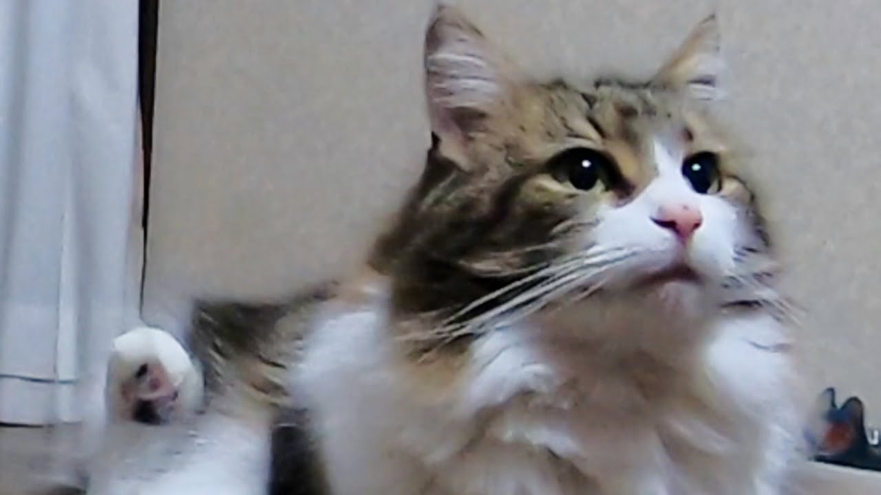 ご機嫌なエルフは足で挨拶/ Happy ELF greets with her feet