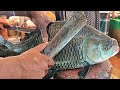Huge Black Catla Fish Cutting By Expert Fish Cutter | Fish Cutting Skills