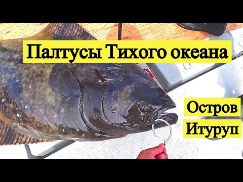 Палтусы Тихого океана. Остров Итуруп