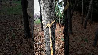 Golden Grip! 🟡🍂 The most reliable way to anchor a yellow line to a forest trunk.