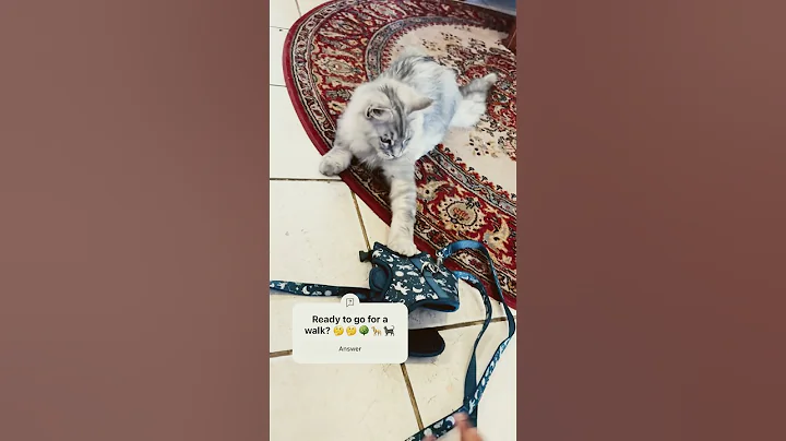 Watch the video about #cat #cute #kitty #kitten #kittey #pets #caty #cutecat #fyp #mainecoon #mainecooncat