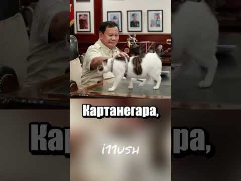 Котика под защиту