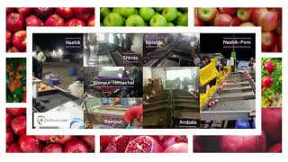 Famous Intello Labs- Apple Sorting Machines Net Worth