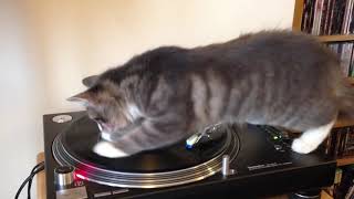 lo spin