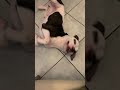 🤪🤣😂America Pit Bull Terrier being cute and playful🐶🙈