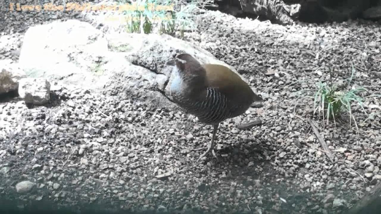 Philadelphia Zoo Guam Rail Exploring Exhibit 