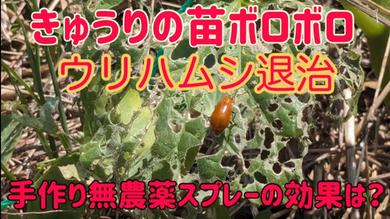 きゅうりの害虫 ウリハムシ駆除 手作り無農薬スプレーの実験 - YouTube