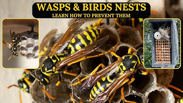 How to Prevent Wasps & Birds from Building Their Nests in Your Mason Bee House