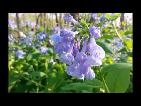 Video: Cum să crești Virginia Bluebells: Plantarea Virginia Bluebells în grădini