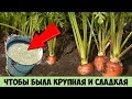 Сделайте так с МОРКОВЬЮ и сможете собрать очень КРУПНЫЙ и СЛАДКИЙ урожай раньше срока