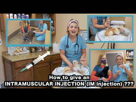 Video: How To Give Your Dog An Intramuscular Injection