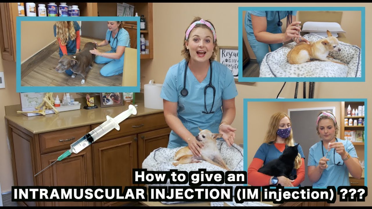 How to give a Dog and a Cat an IM (Intramusular) injection? | Veterinarian Approved - YouTube