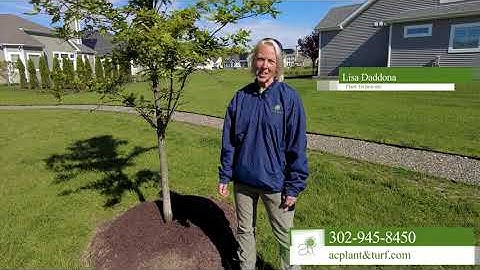 Negative Effects of Over-Mulching