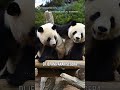 Panda Terakhir di Jepang Akan Segera Dikembalikan ke Cina #shorts