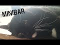 恐怖心丸出し野良猫を飼う方法 | 猫ヘルパーS1 | Ep.3 MINIBAR
