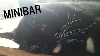 恐怖心丸出し野良猫を飼う方法 | 猫ヘルパーS1 | Ep.3 MINIBAR