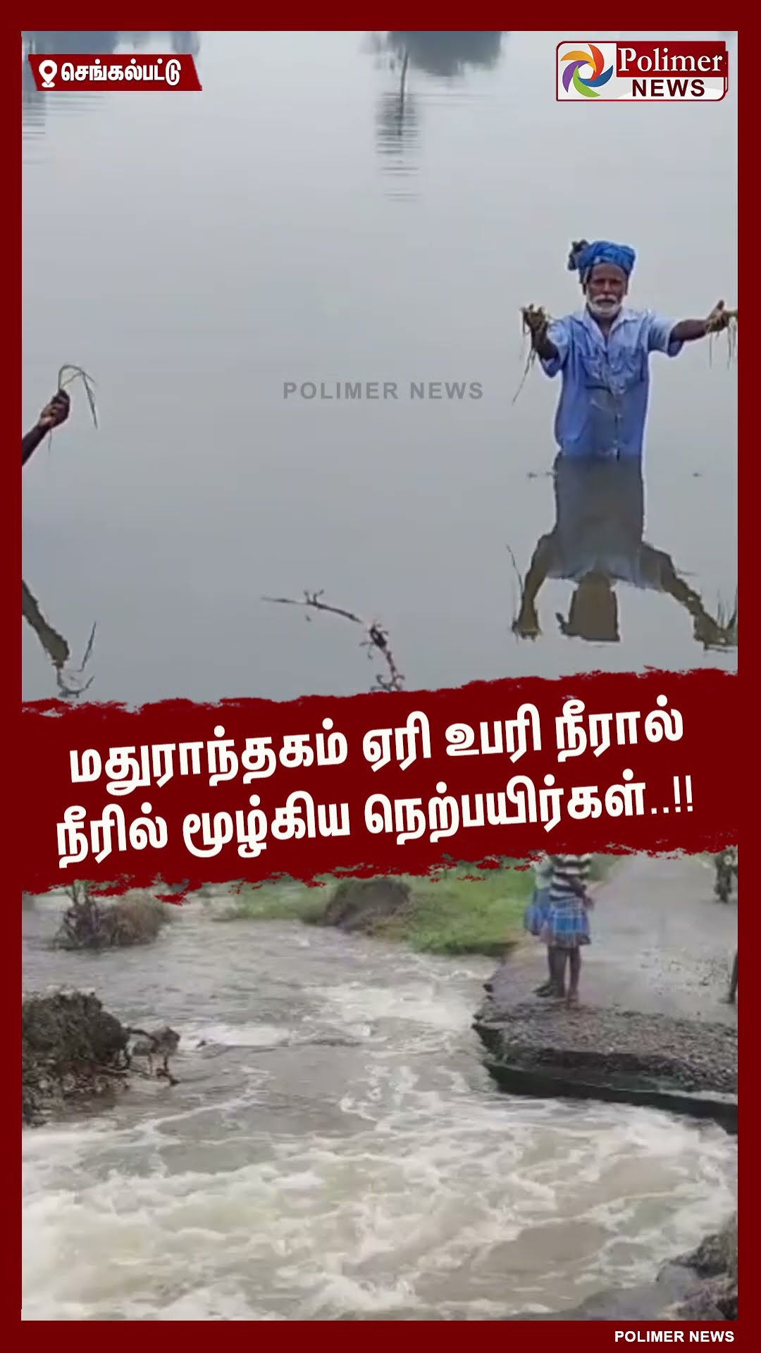 மதுராந்தகம் ஏரி உபரி நீரால் நீரில் மூழ்கிய நெற்பயிர்கள்..!! #shorts | #heavyrain | #flood | #farmers