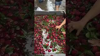 Dipping Fresh Lychees In Ice Water