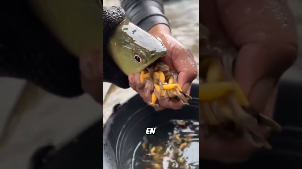 Ils N Ont Jamais Vu Un Poisson Faire A 