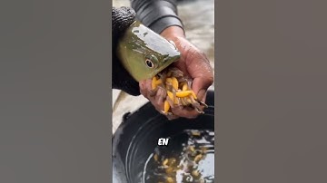Ils n