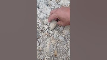 Fossils hunting #fossilhunting #fossils #fossilhunter #crinoid