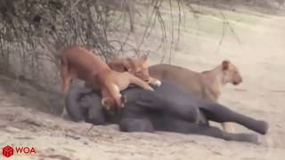 Amazing Buffalo Rescue Baby Elephant From A Pride Of Lion Hunting